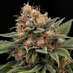 Sunset Sherbet
