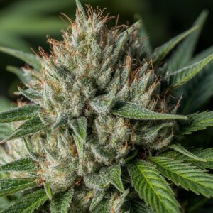 Bruce Banner